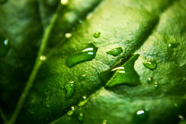 Picături de rouă pe o frunză verde, fotografiate de foarte aproape, cu fundal neclar și lumină moale